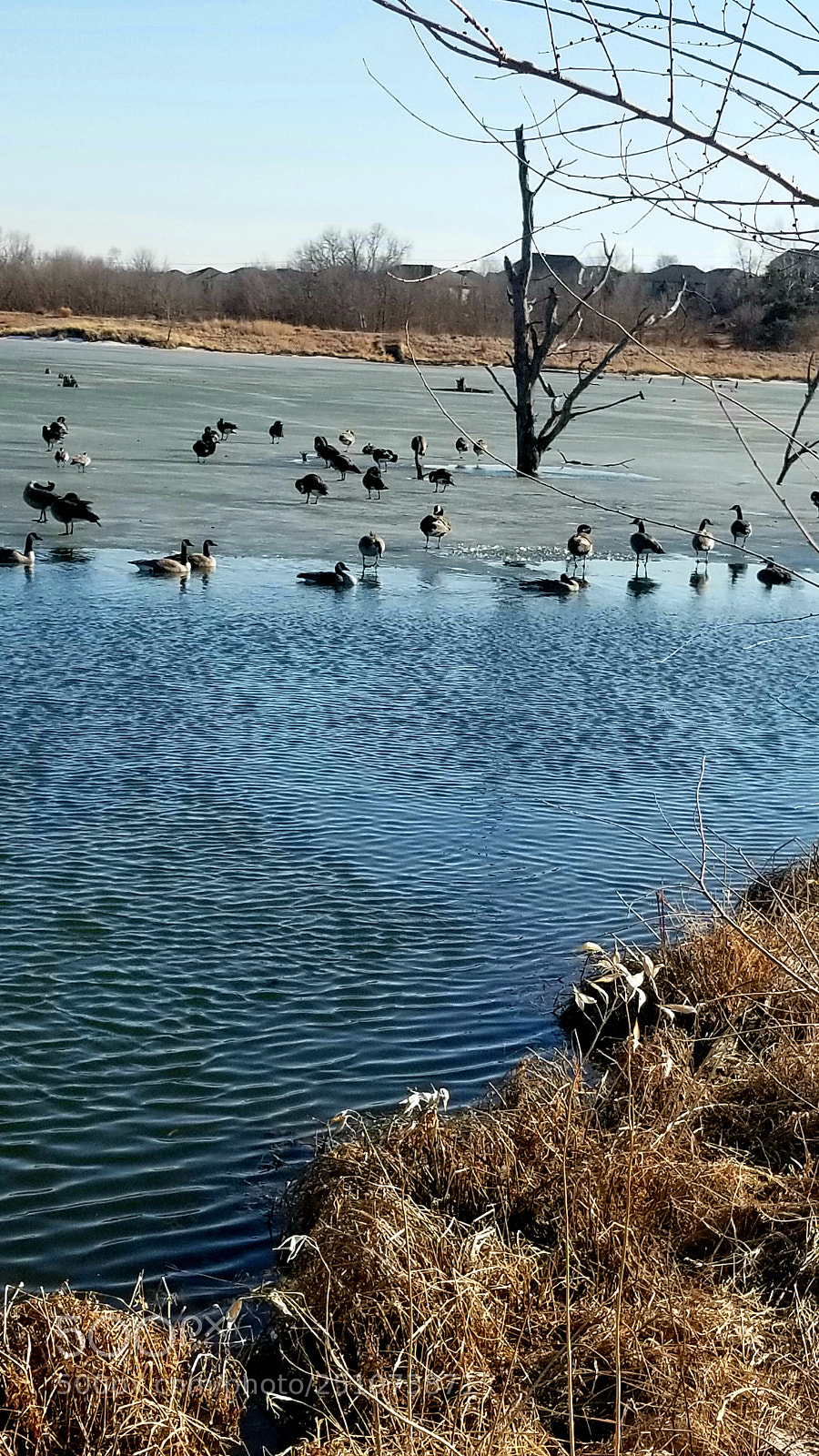 Samsung Galaxy S8+ sample photo. Spring geese photography