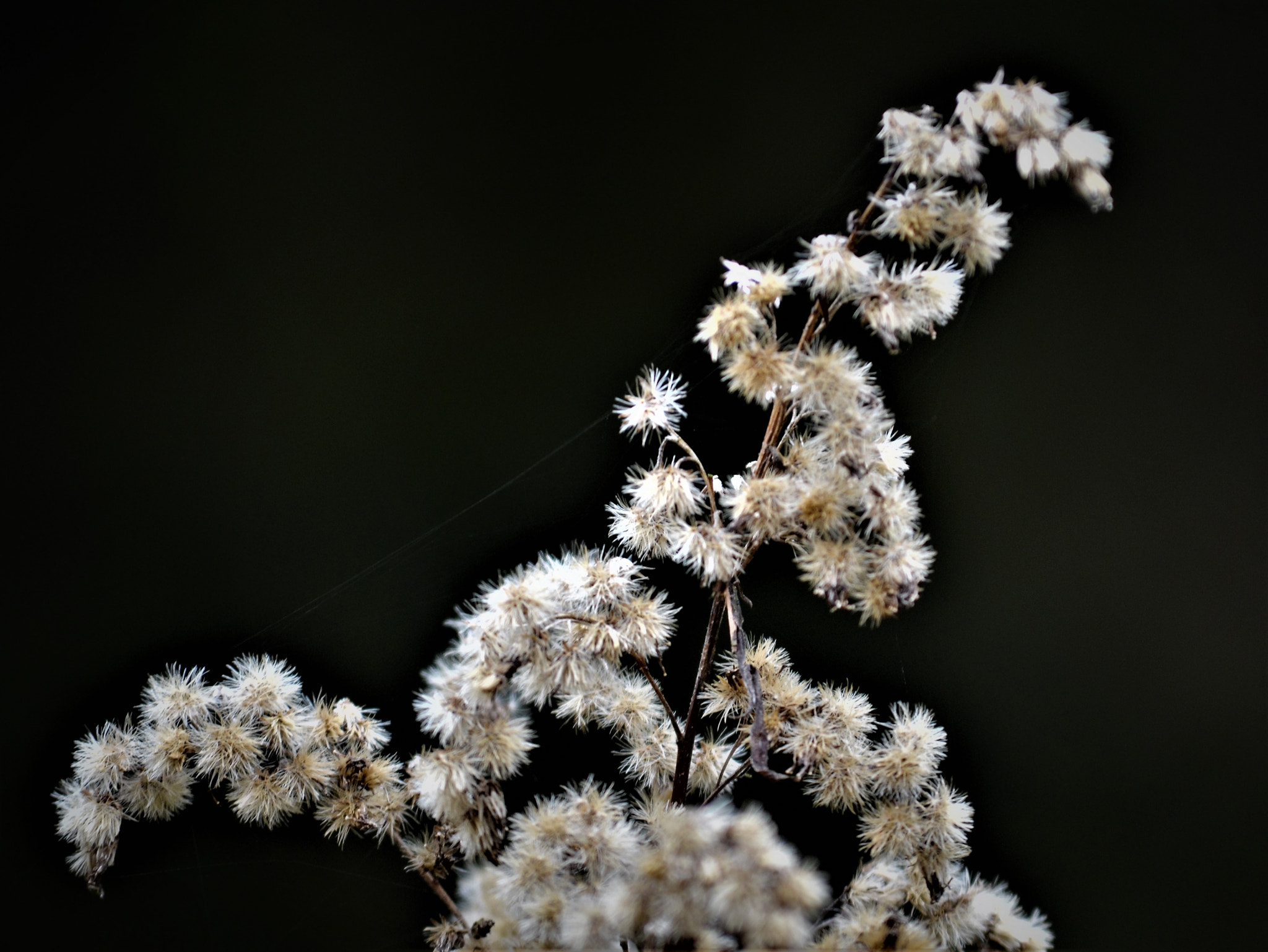 Nikon D5100 sample photo. Soft and white photography