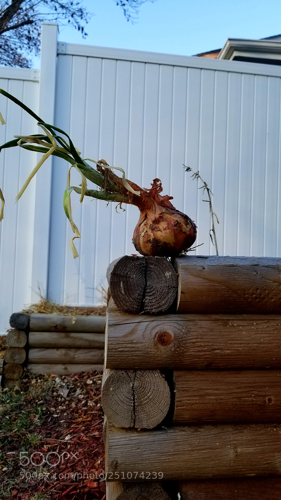 Samsung Galaxy S8+ sample photo. Spring surprises photography