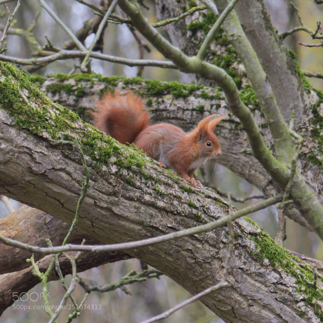 Fujifilm X-T20 sample photo. Sciurus vulgaris 2 photography