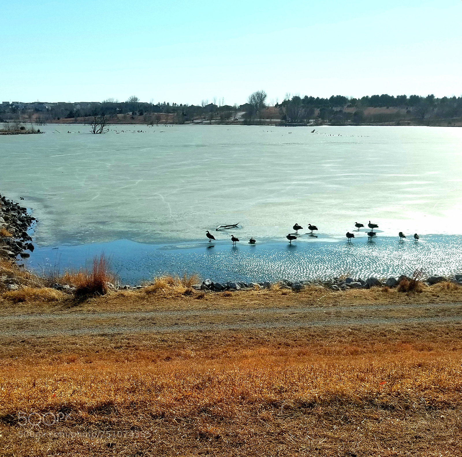 Samsung Galaxy S8+ sample photo. Spring geese photography