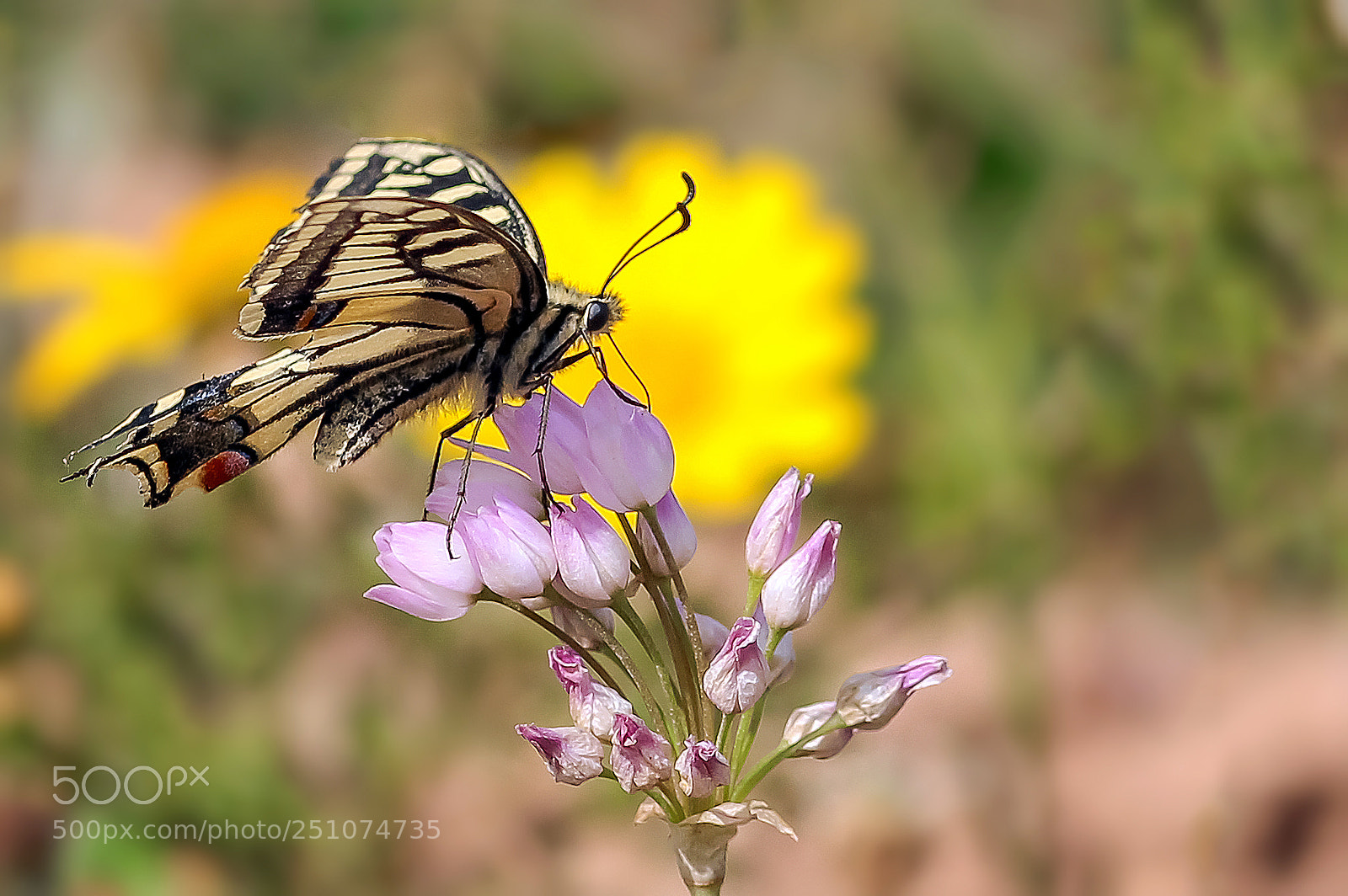 Canon EOS 600D (Rebel EOS T3i / EOS Kiss X5) sample photo. Swallowtail butterfly - papilio photography