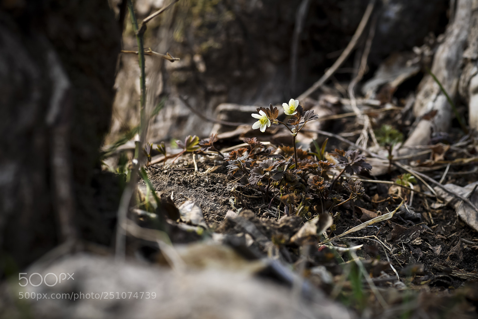 Nikon D5 sample photo. Isopyrum manshuricum photography