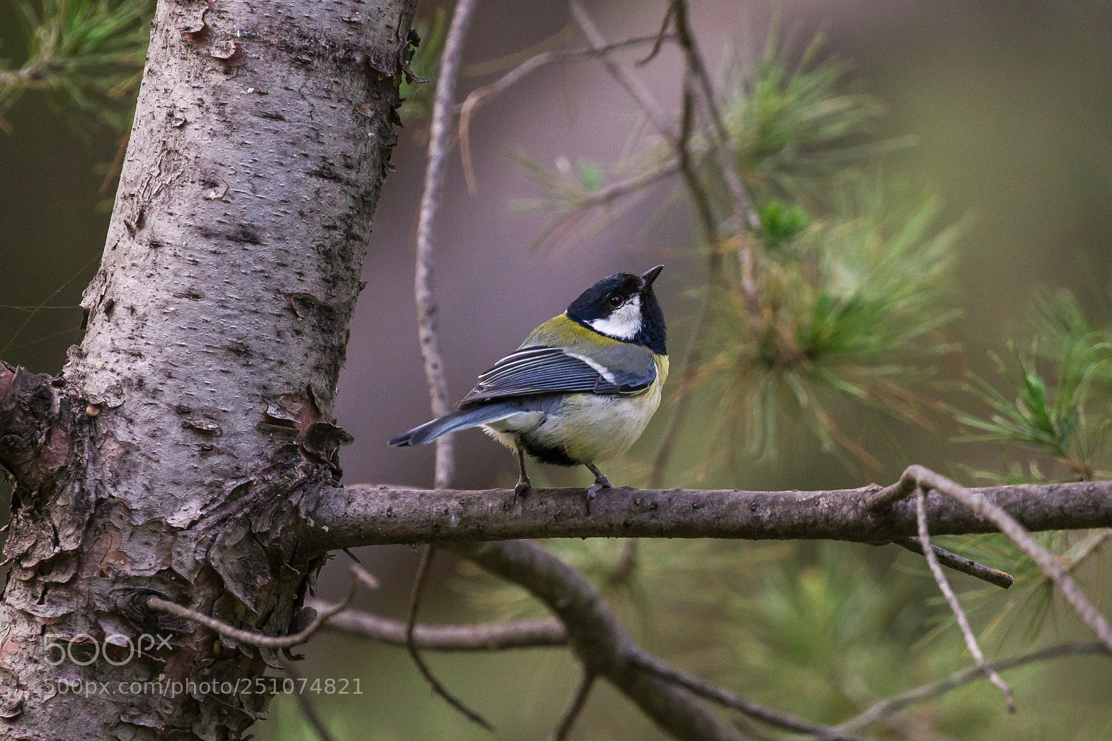 Canon EOS-1D Mark IV sample photo. Posing photography
