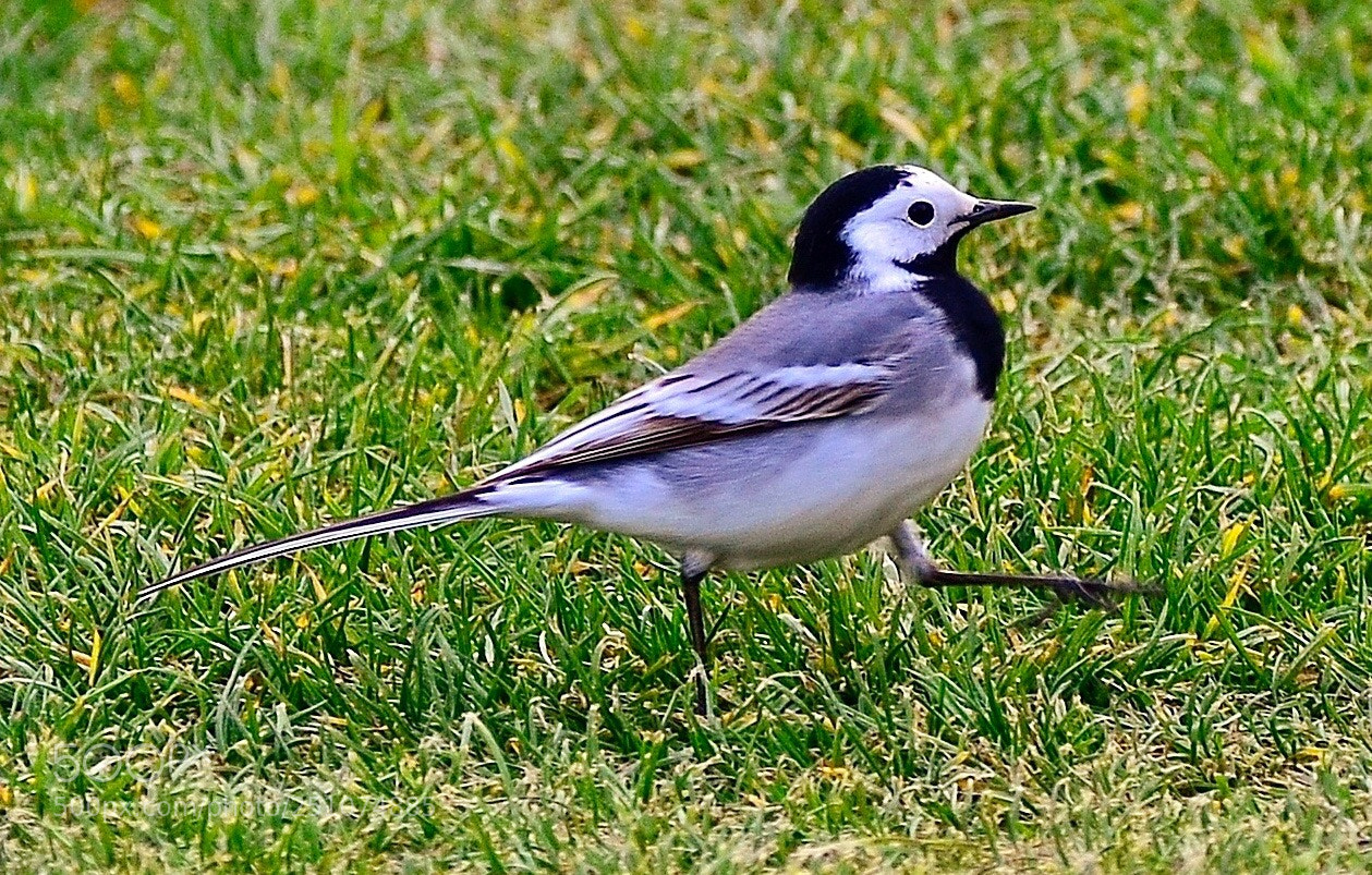 Nikon D7000 sample photo. Cute bird
 photography