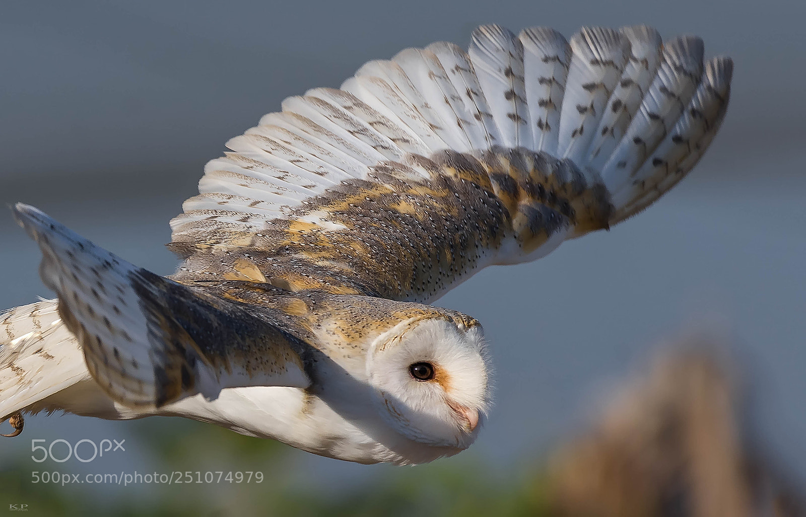 Nikon D7200 sample photo. Barn owl photography