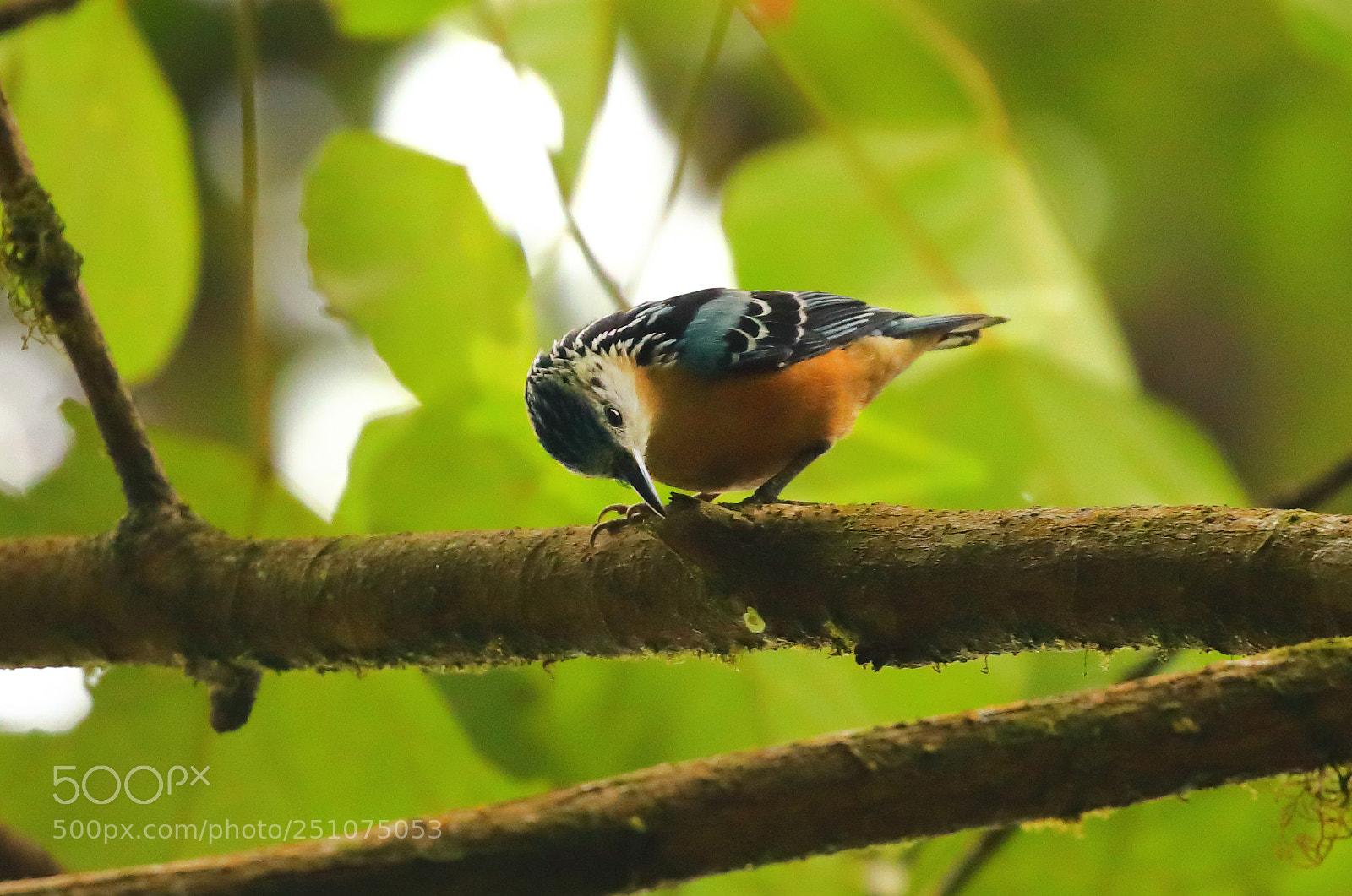 Canon EOS 5D Mark IV sample photo. Beautiful nuthatch - eaglenest photography