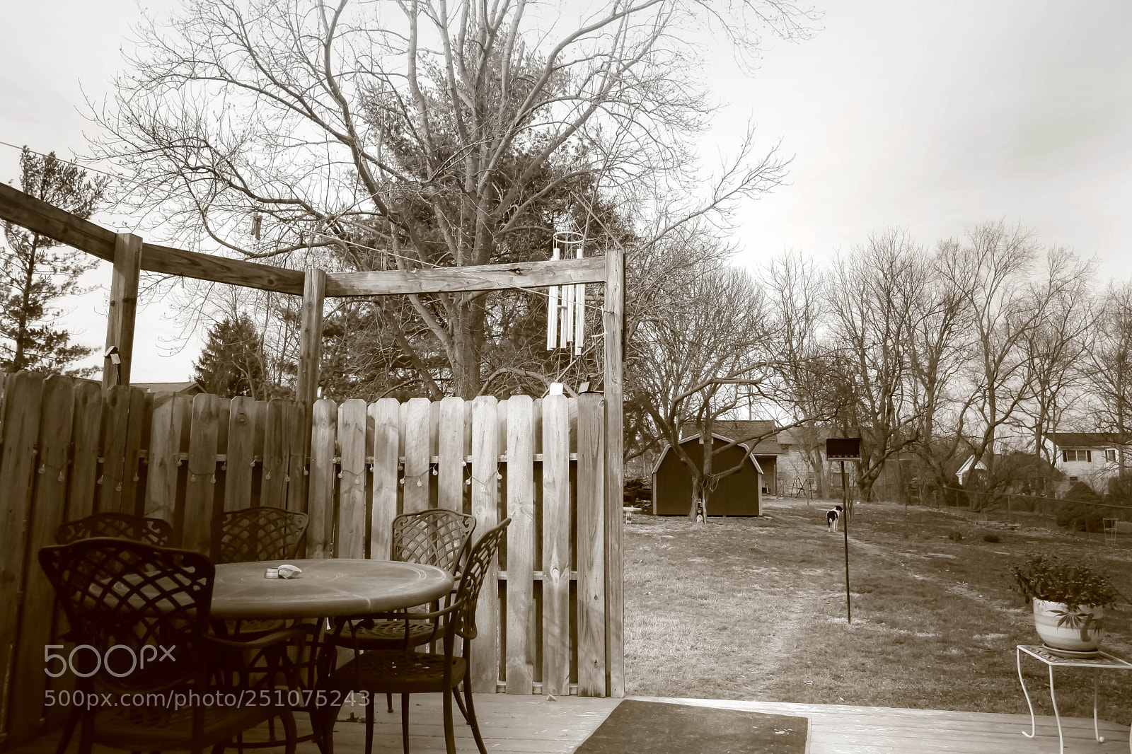 Canon EOS 5D Mark II sample photo. Patrolling my yard photography
