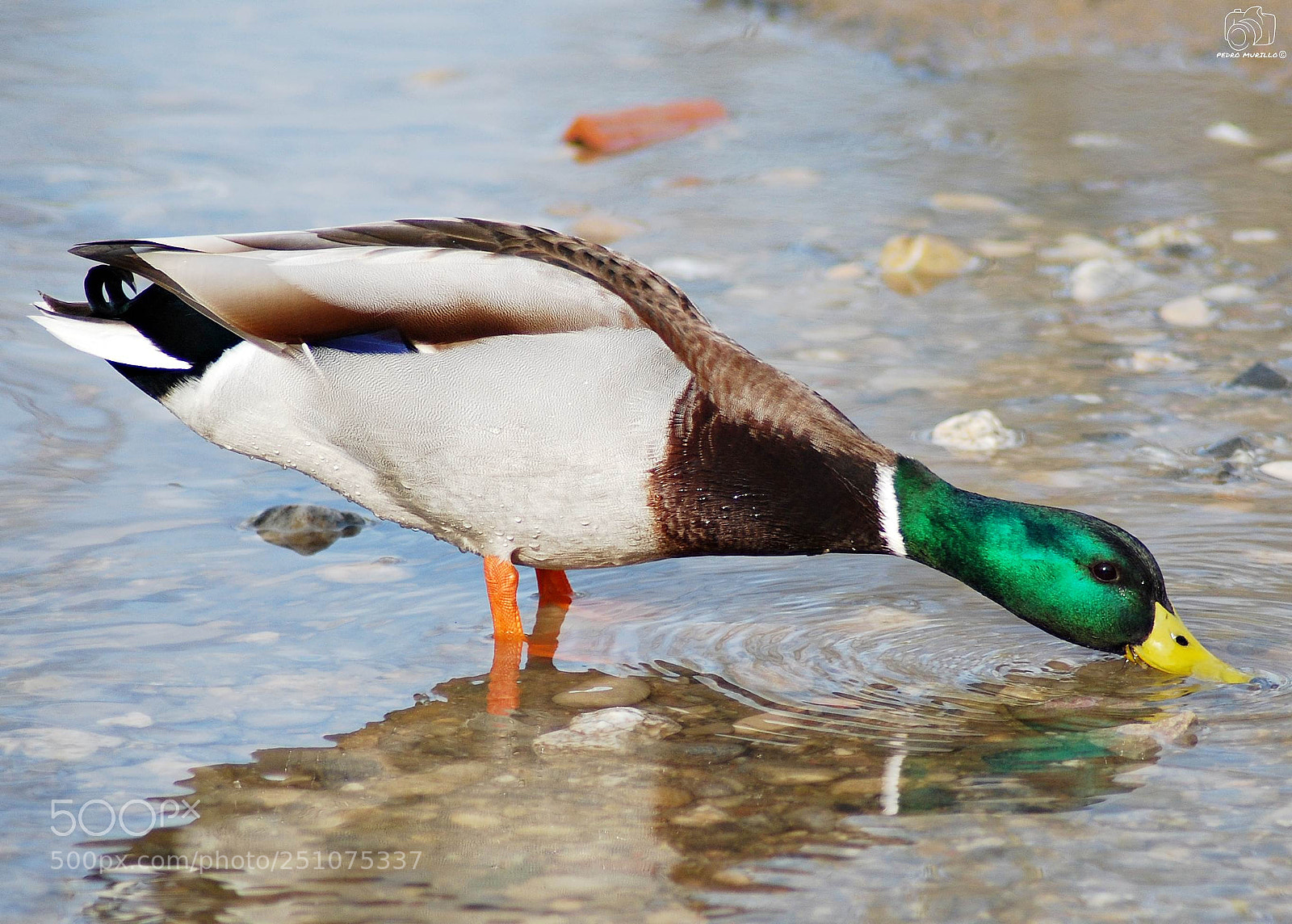 Nikon D60 sample photo. Untitled photography