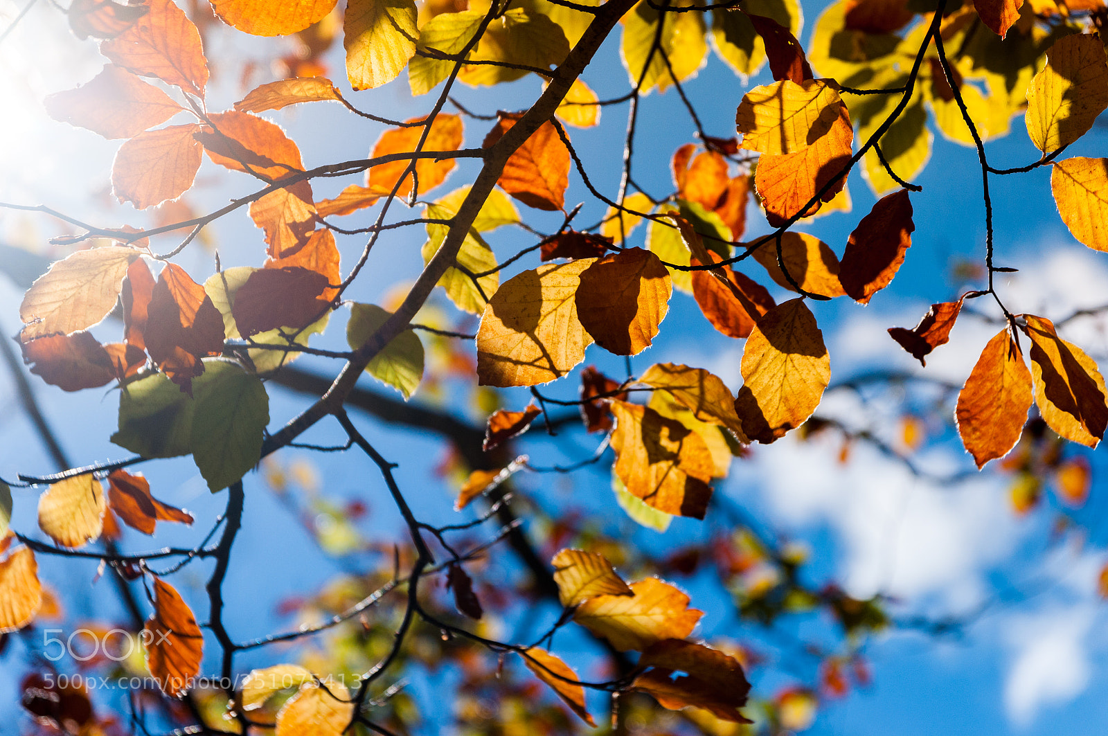 Nikon D90 sample photo. Autumn leaves photography