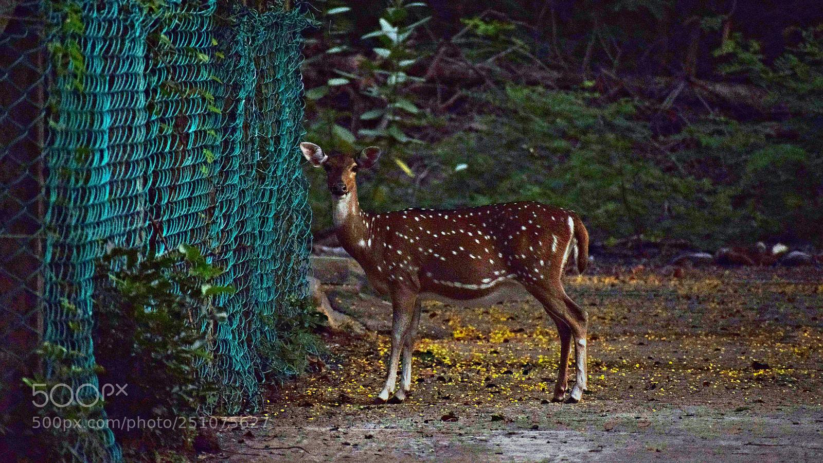 Nikon D3300 sample photo. Untitled photography
