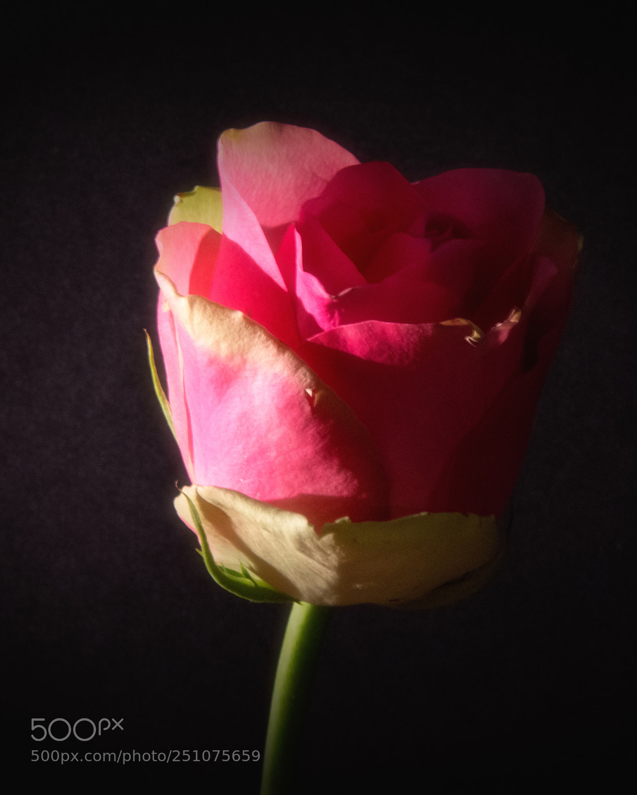 Nikon D7200 sample photo. Rose photography