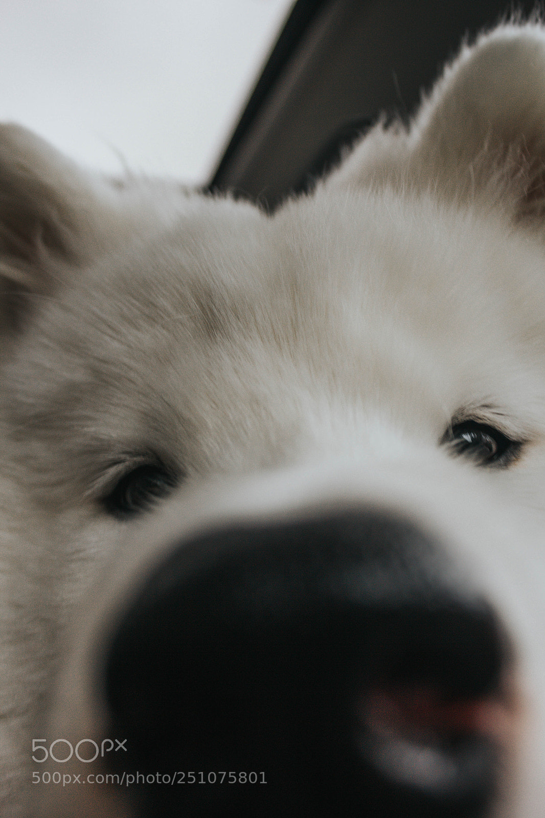Canon EOS 60D sample photo. Got any games? photography