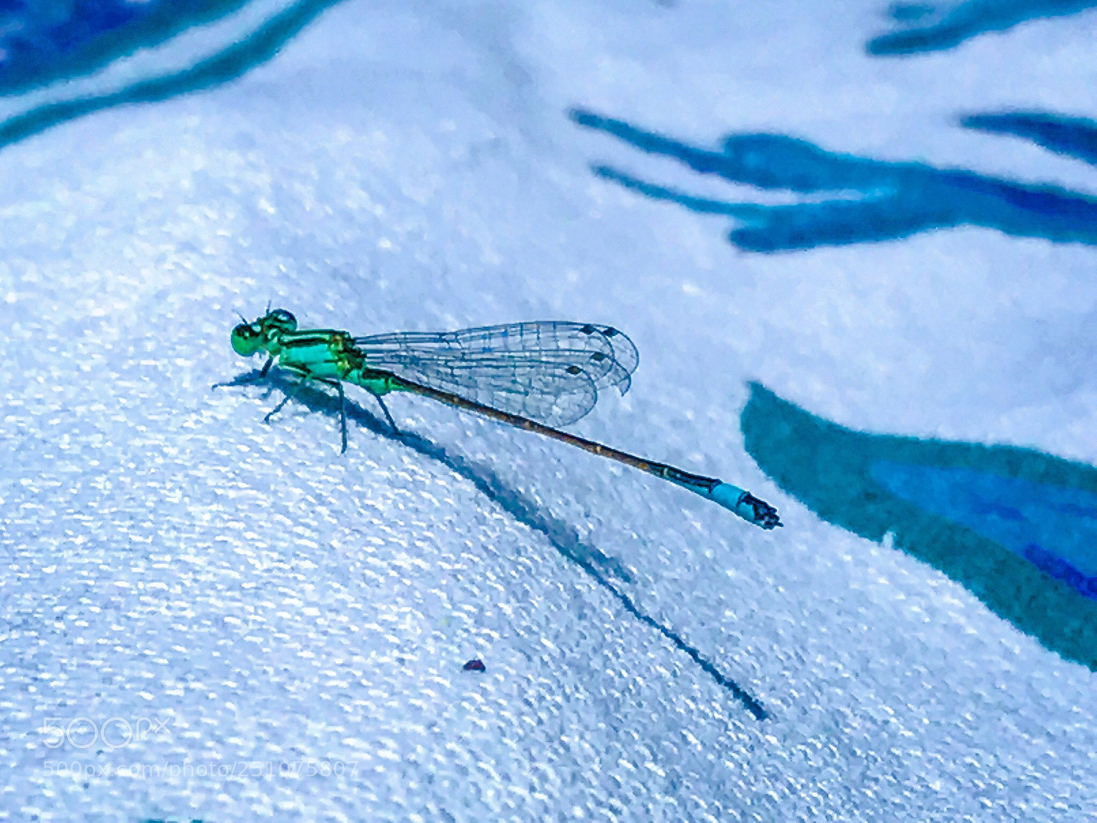 Apple iPhone 7 sample photo. Wings photography