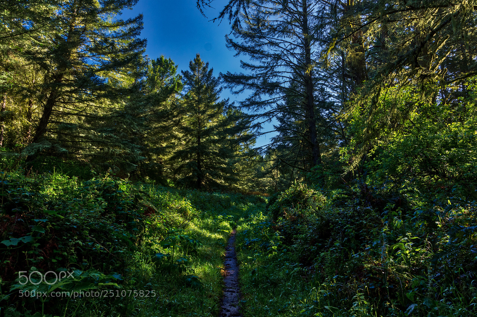 Pentax K-3 II sample photo. Alamere falls forest photography