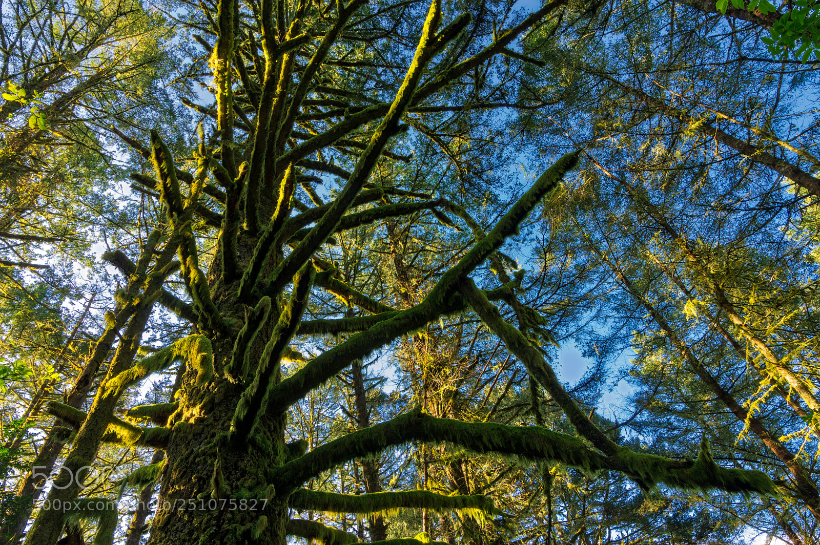 Pentax K-3 II sample photo. Alamere falls forest photography