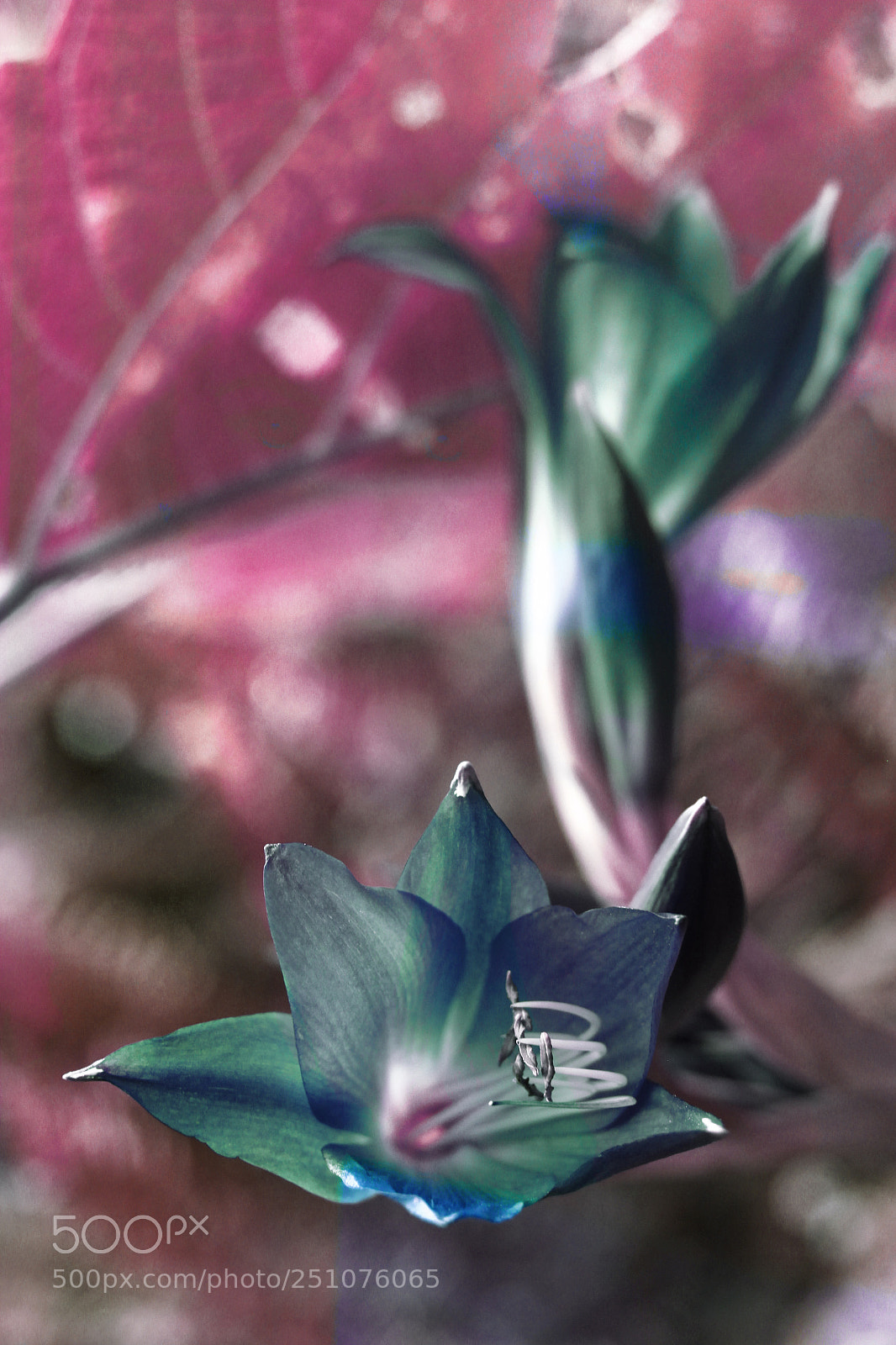 Canon EOS 60D sample photo. Quando as flores tamb photography