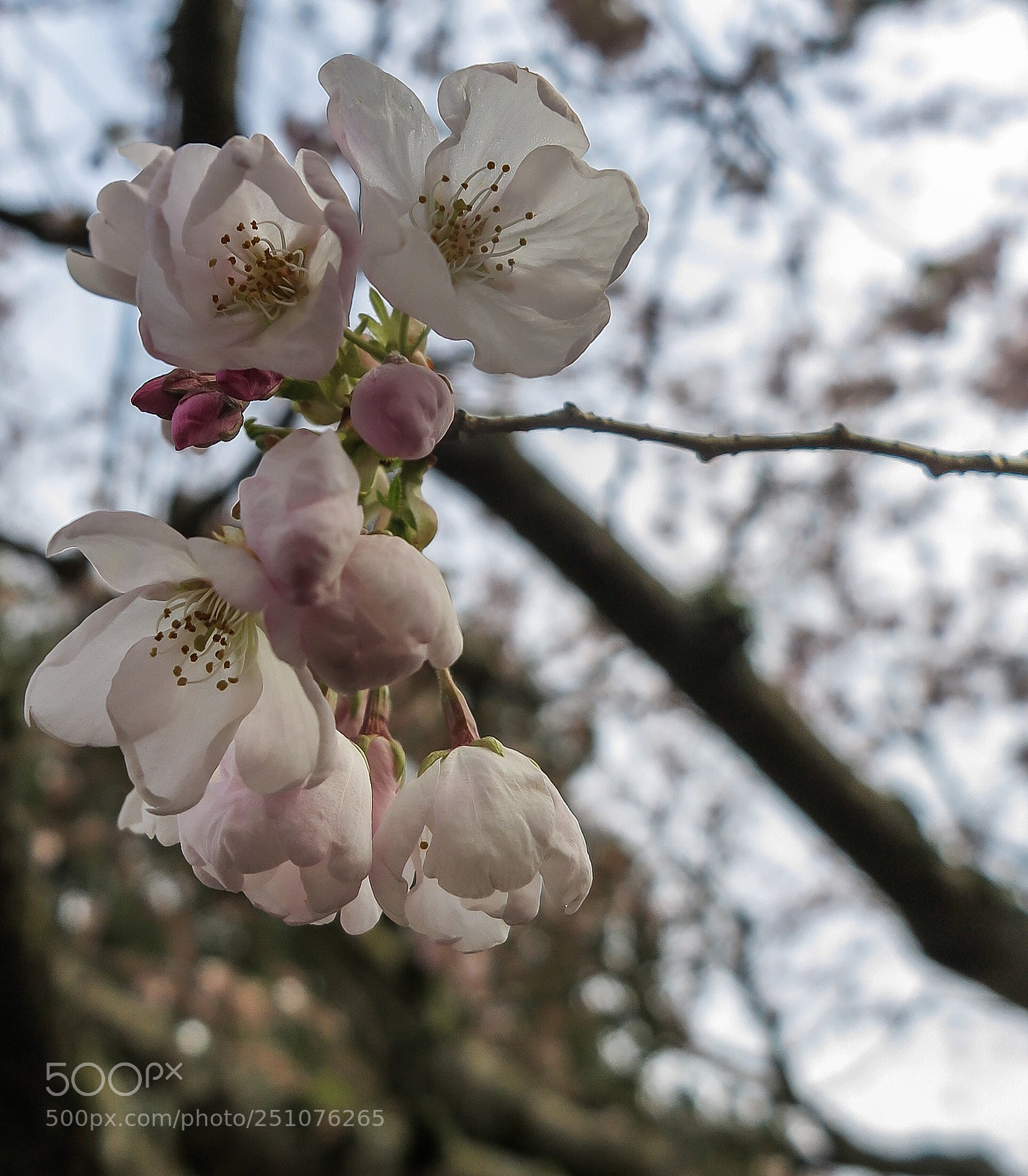 Canon PowerShot G1 X Mark II sample photo. Springing  photography