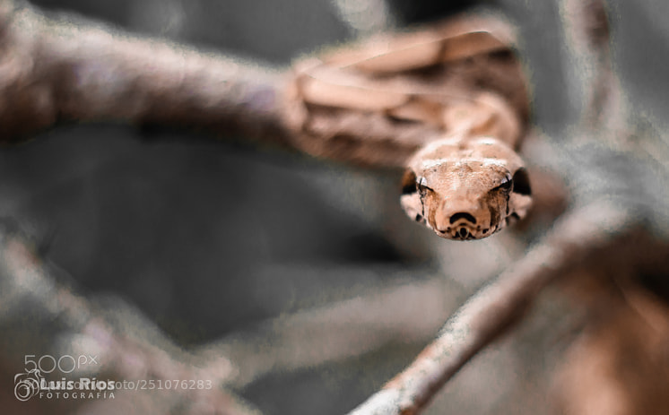 Nikon D90 sample photo. Boa constrictor constrictor photography