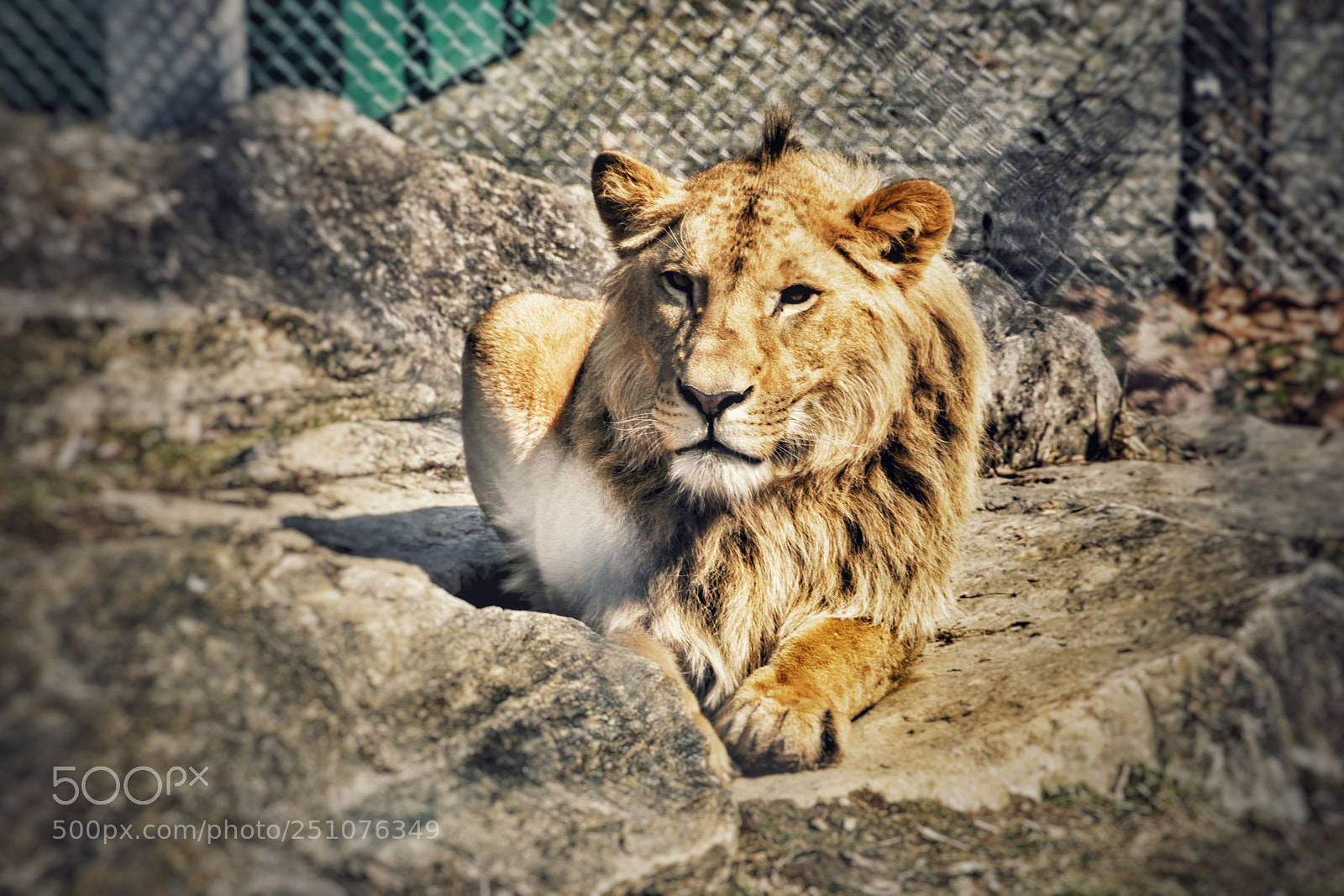 Sony a6000 sample photo. I am the king photography
