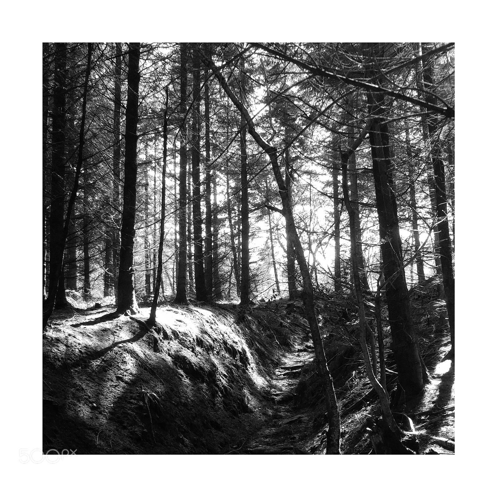 LG G5 sample photo. Black & white forest photography