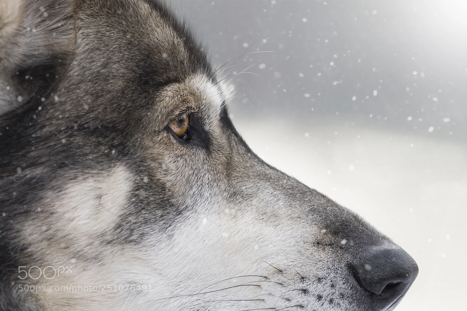 Nikon D7200 sample photo. Finn, the norghern inu photography