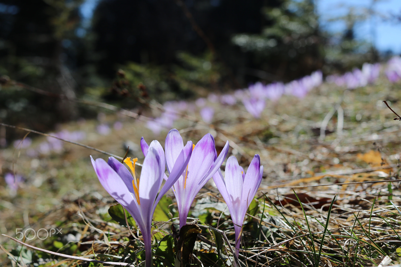 Canon EF-S 24mm F2.8 STM sample photo. Crocuses @ gorce, poland photography