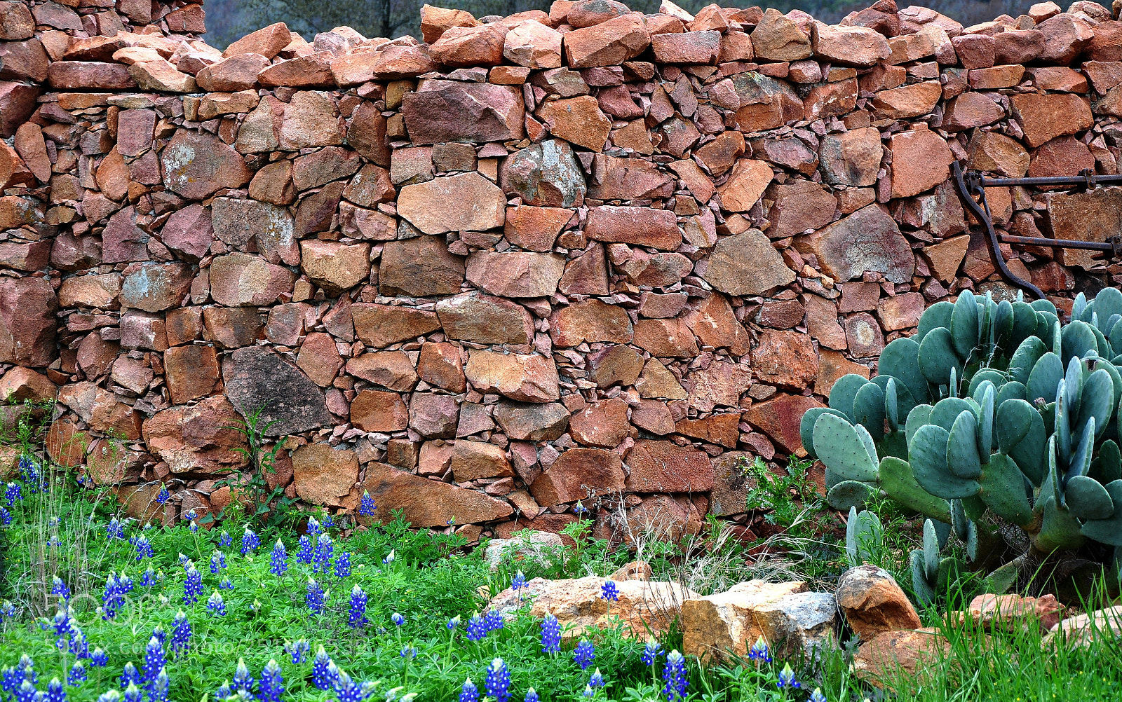 Nikon D90 sample photo. Bluebonnets photography