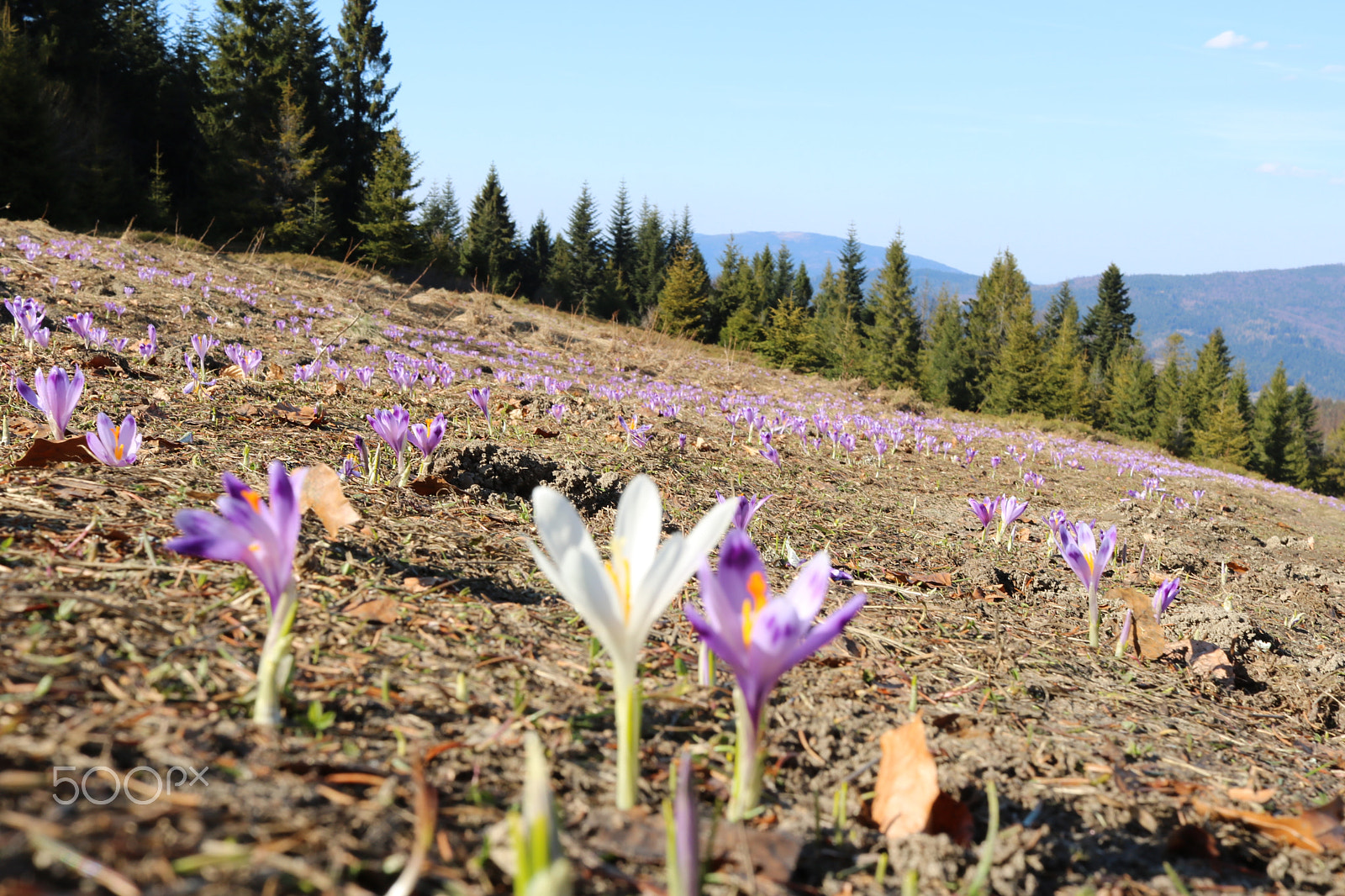 Canon EF-S 24mm F2.8 STM sample photo. Crocuses @ gorce, poland photography