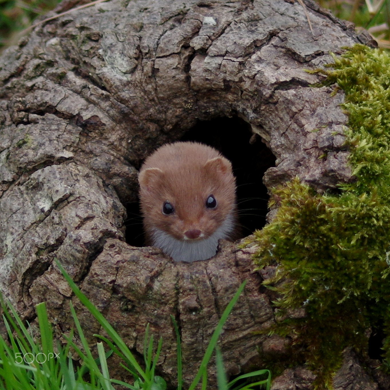 Pentax K-3 + Sigma 70-300mm F4-5.6 Macro sample photo. Stoat in knot-hole photography