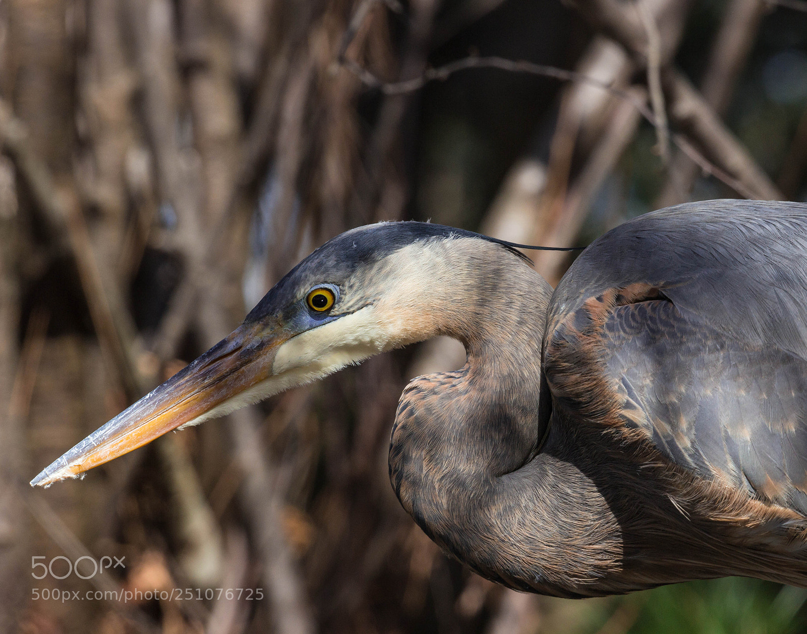 Canon EOS 600D (Rebel EOS T3i / EOS Kiss X5) sample photo. Great blue heron photography