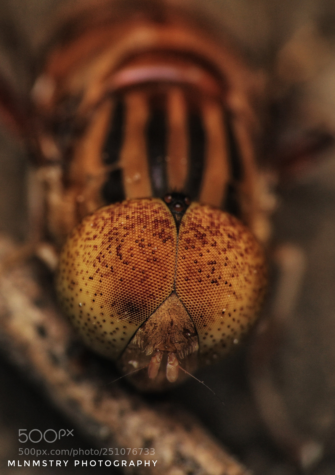 Canon EOS 1200D (EOS Rebel T5 / EOS Kiss X70 / EOS Hi) sample photo. A spot eyed hoverfly photography
