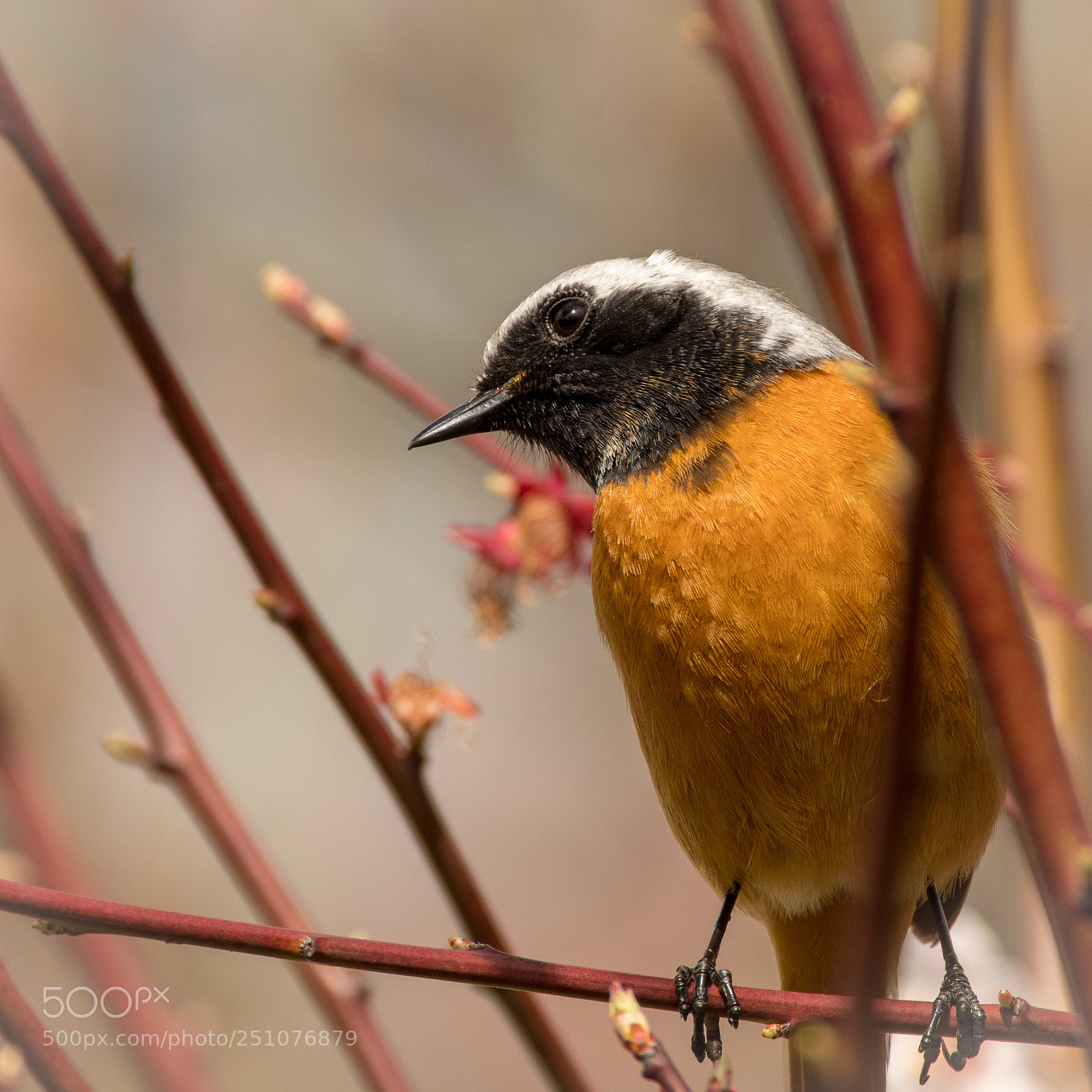 Pentax K-S2 sample photo. Daurian redstart photography