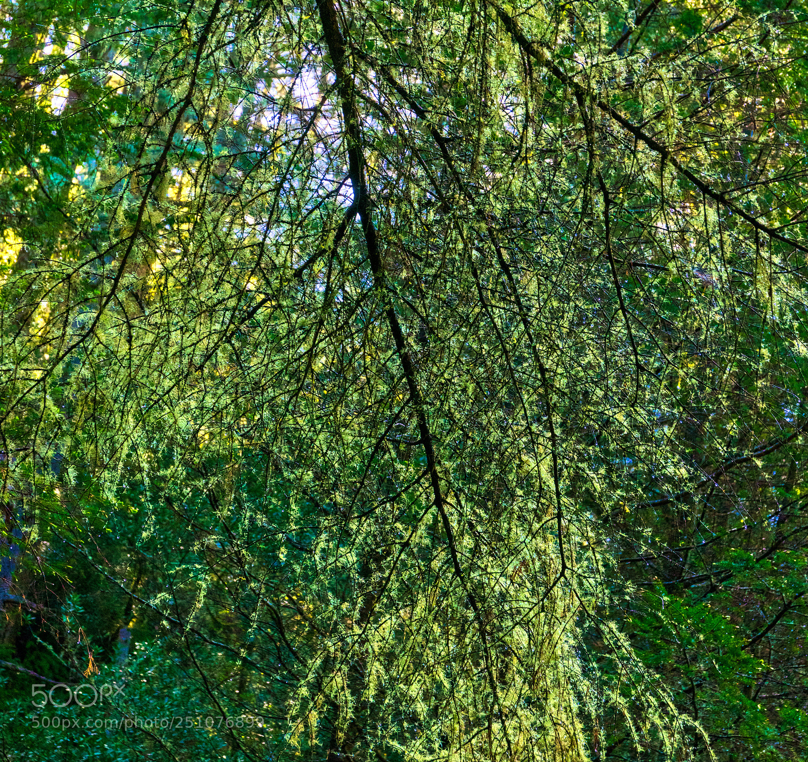 Pentax K-3 II sample photo. Alamere forest photography