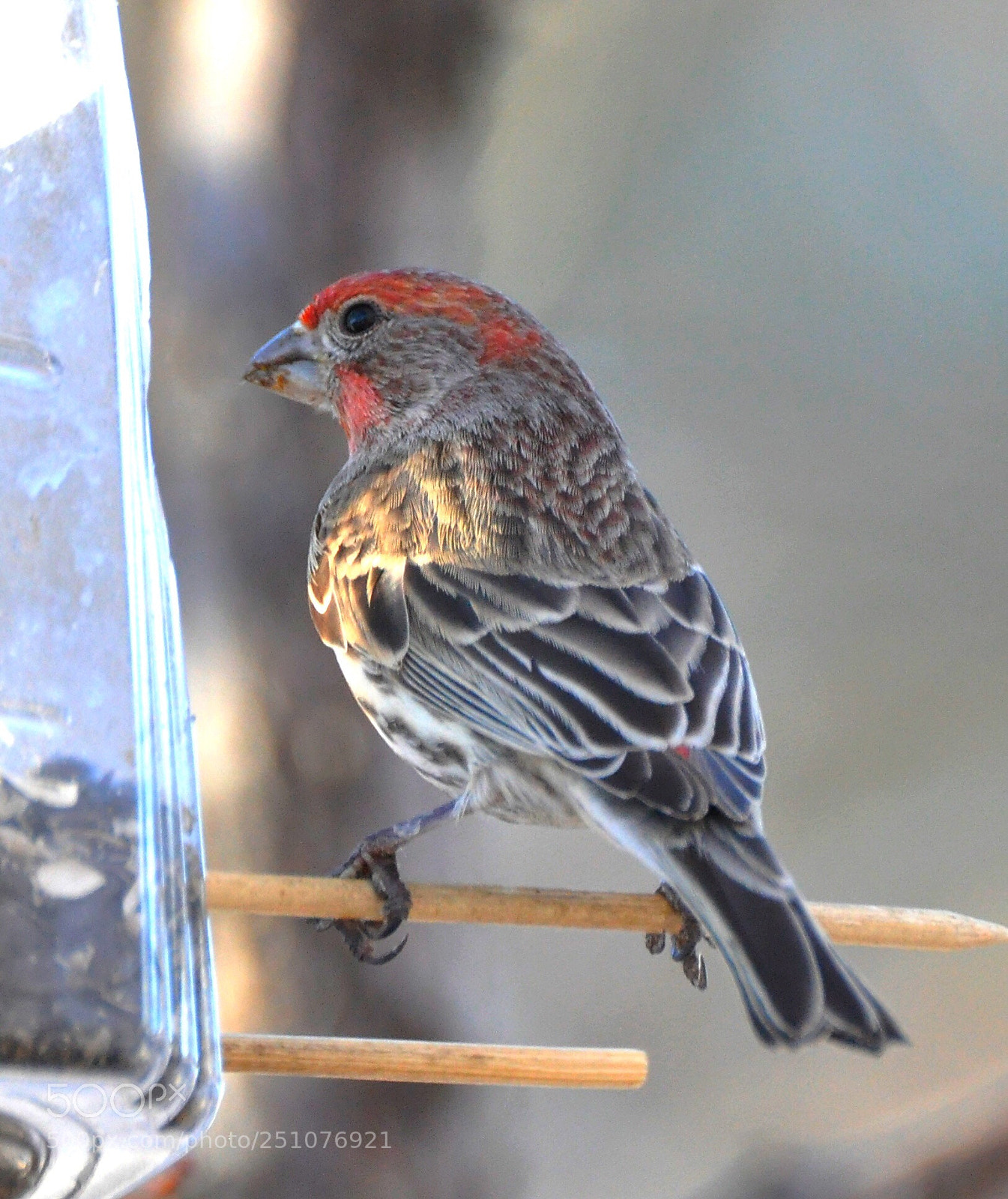 Nikon D90 sample photo. House finch  photography