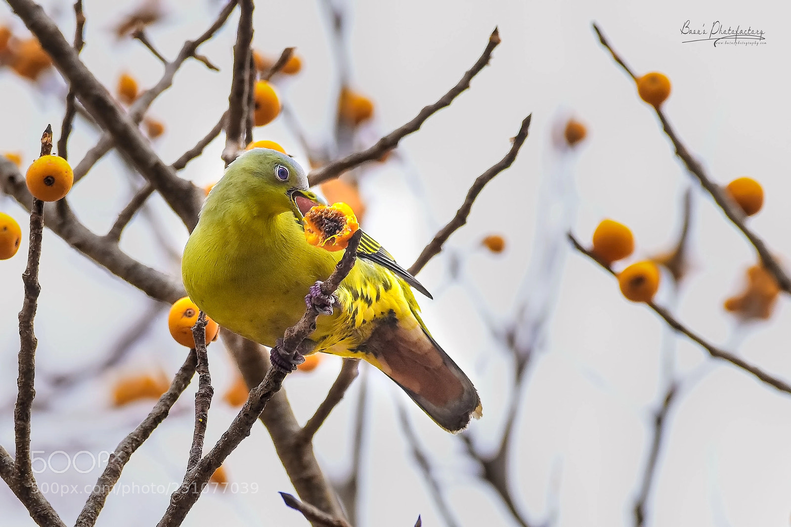 Nikon D810 sample photo. Gray-fronted green pigeon photography