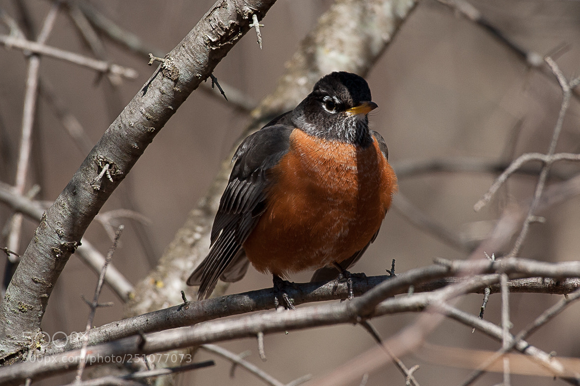 Nikon D700 sample photo. American robin photography