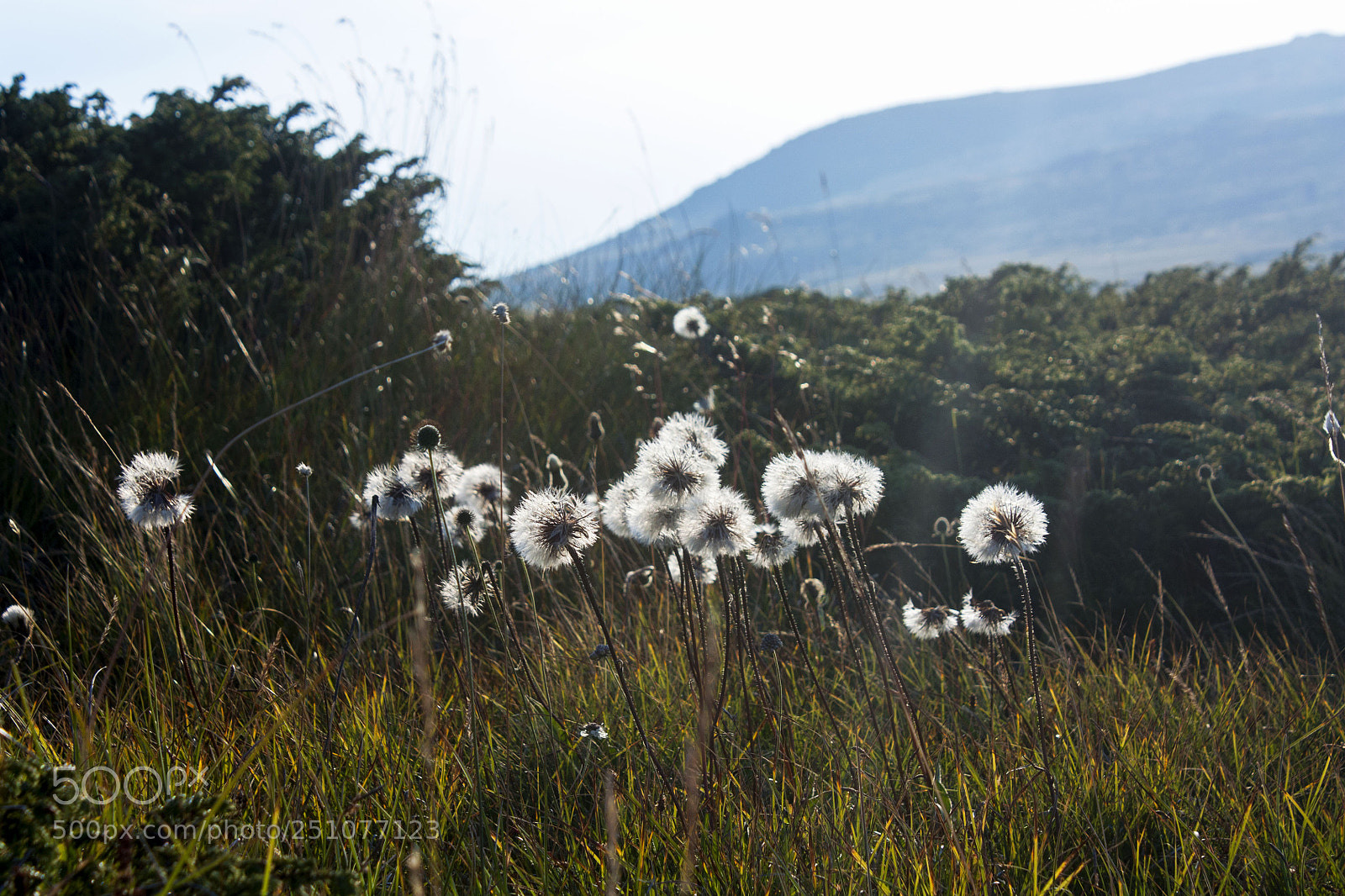 Canon EOS 450D (EOS Rebel XSi / EOS Kiss X2) sample photo. Dandelions in sofia photography