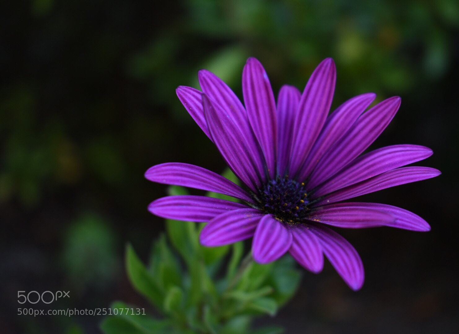 Nikon D5500 sample photo. Jardines de montahue, san photography