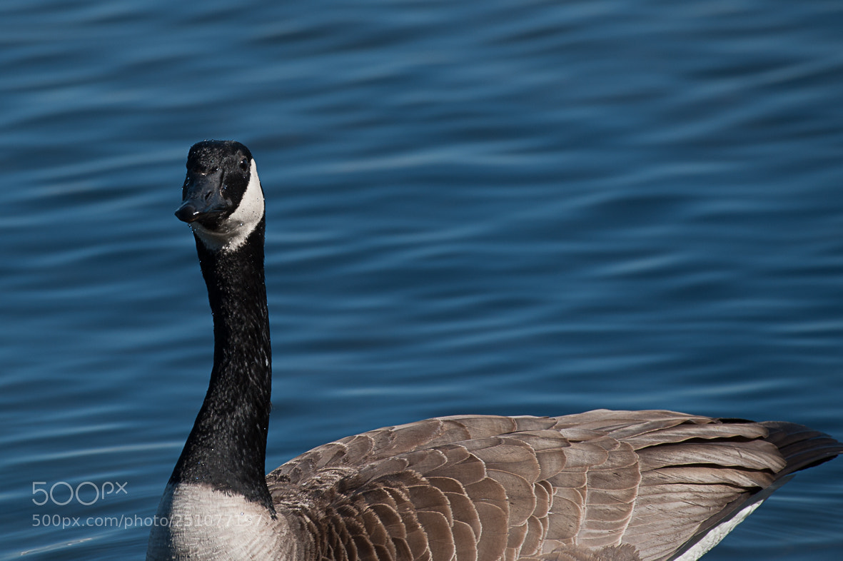Nikon D700 sample photo. Who you looking at? photography