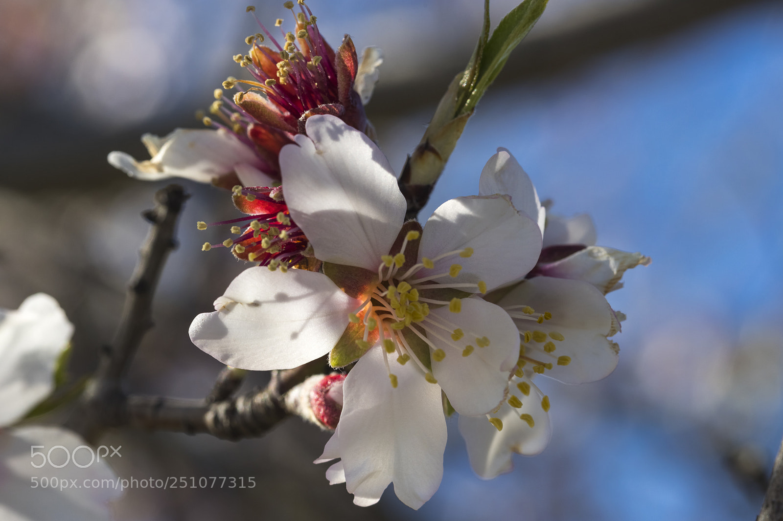 Canon EOS 6D Mark II sample photo. Flores primavera 1 photography