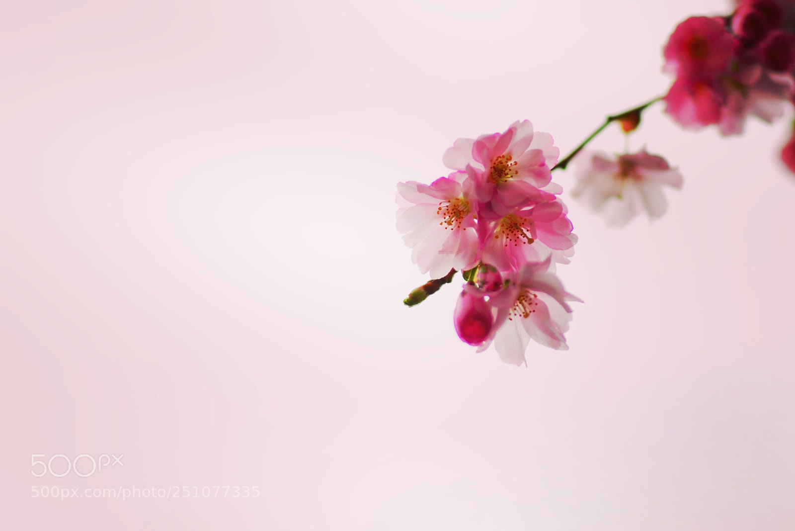 Nikon D200 sample photo. Cherry blossom  photography