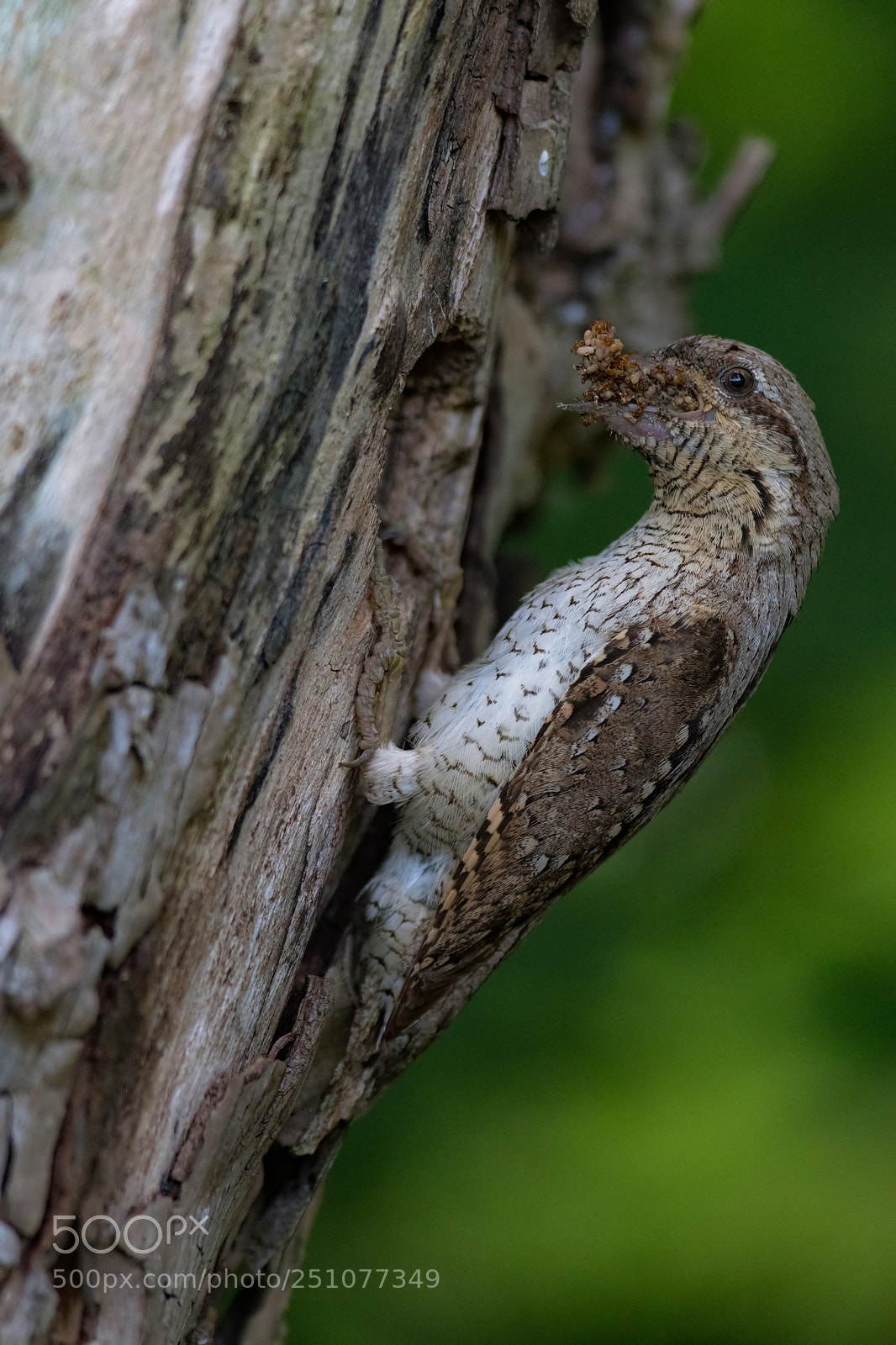 Nikon D500 sample photo. Mouthful photography
