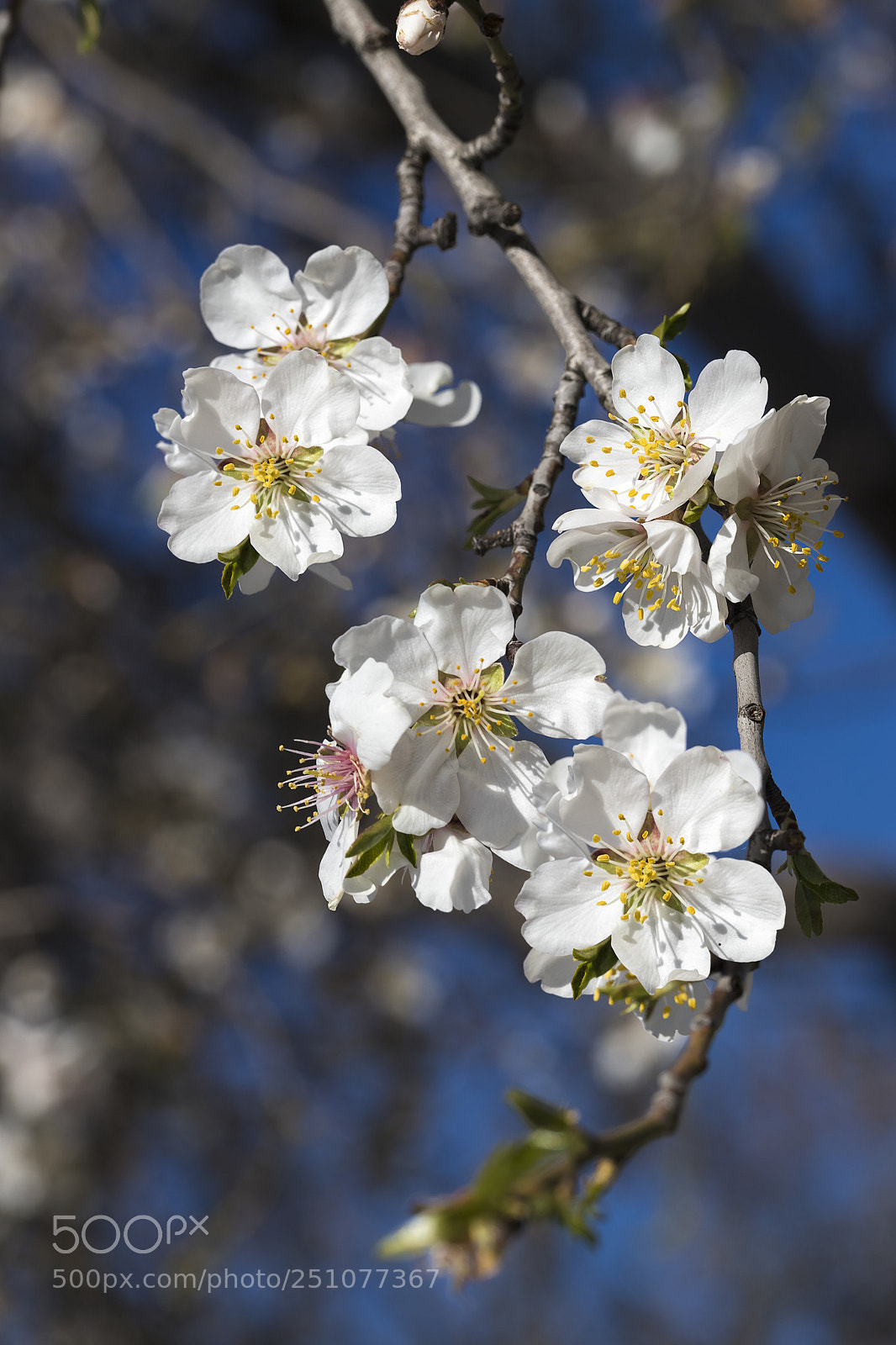 Canon EOS 6D Mark II sample photo. Flores primavera 2 photography