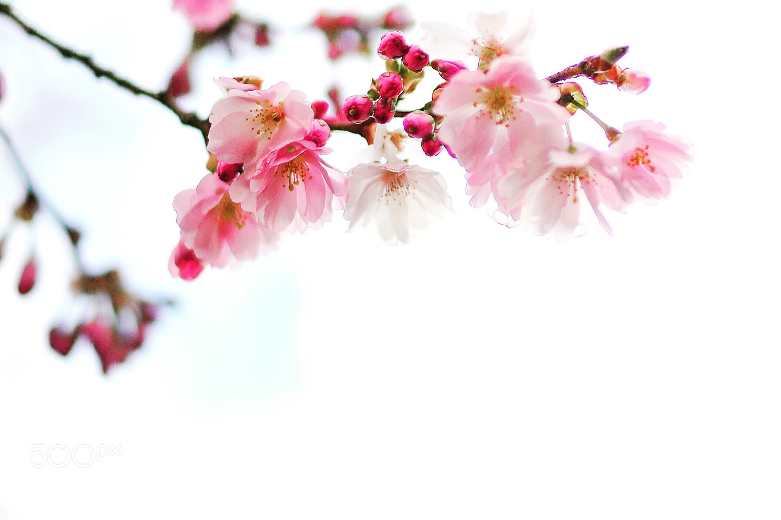 Nikon D200 sample photo. Untitled photography