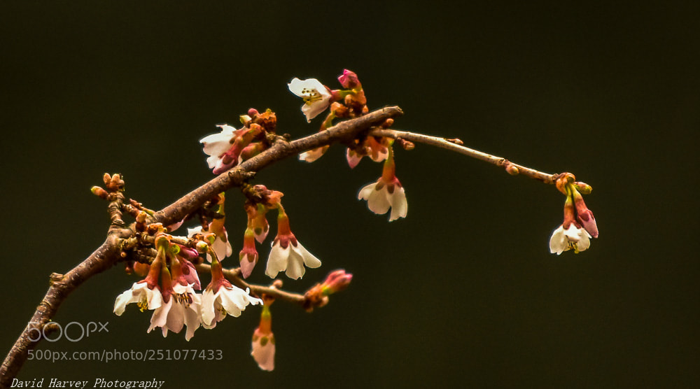 Nikon D7200 sample photo. Spring blossom photography