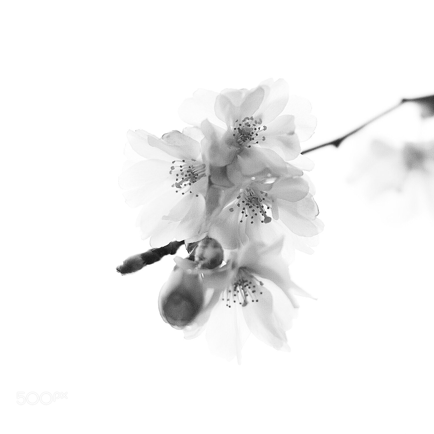 Nikon D200 sample photo. Cherry blossom  photography