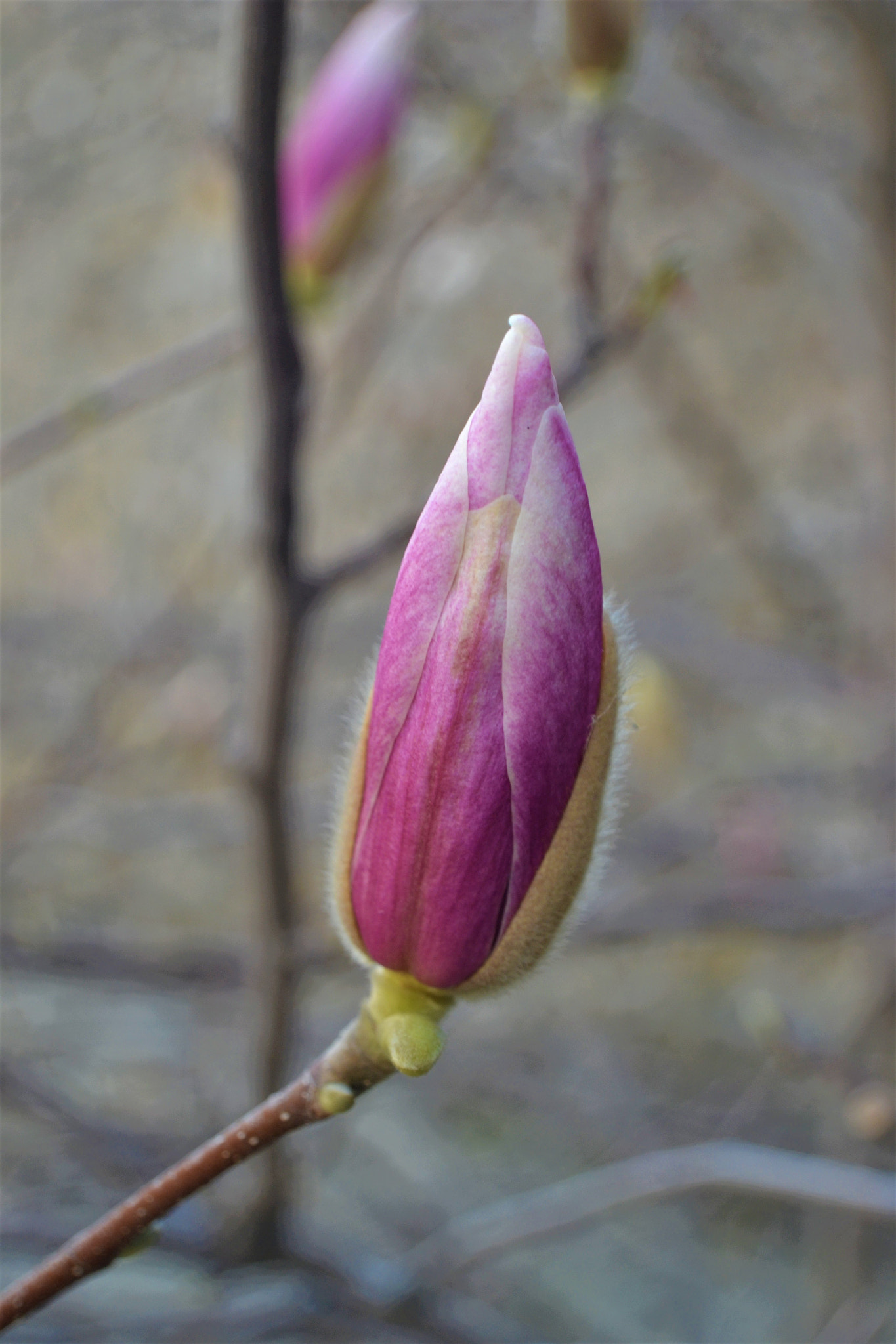 Nikon D3100 sample photo. Young magnolia photography