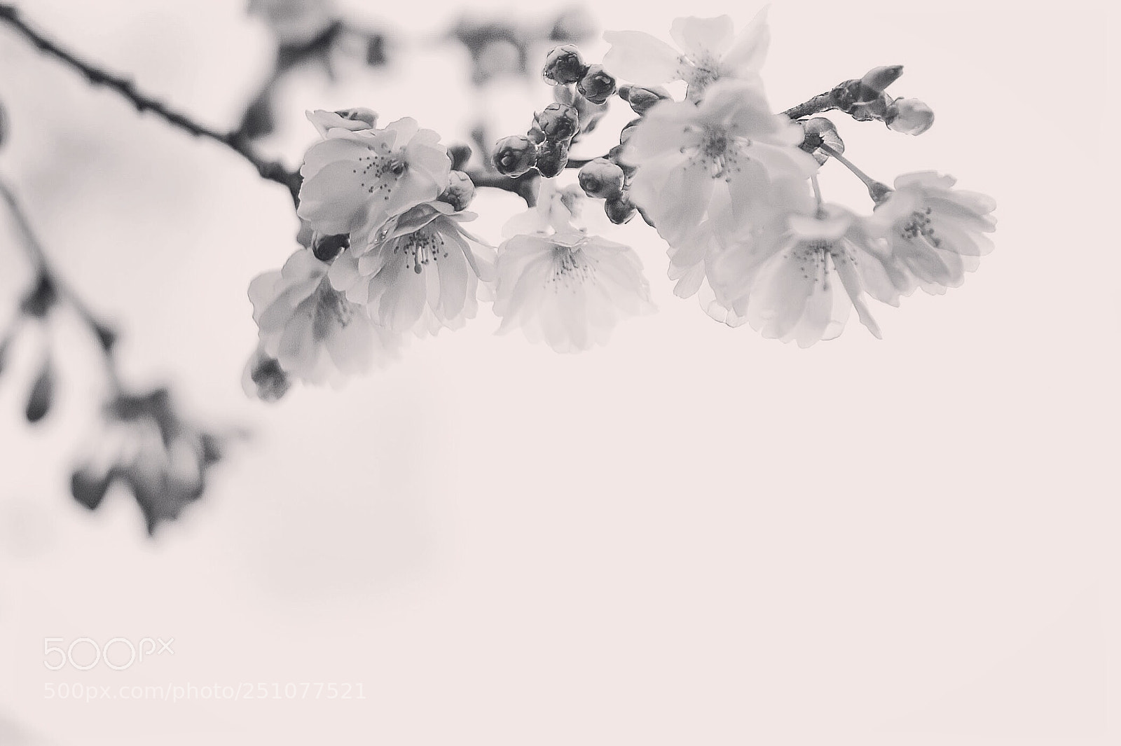 Nikon D200 sample photo. Cherry blossom  photography