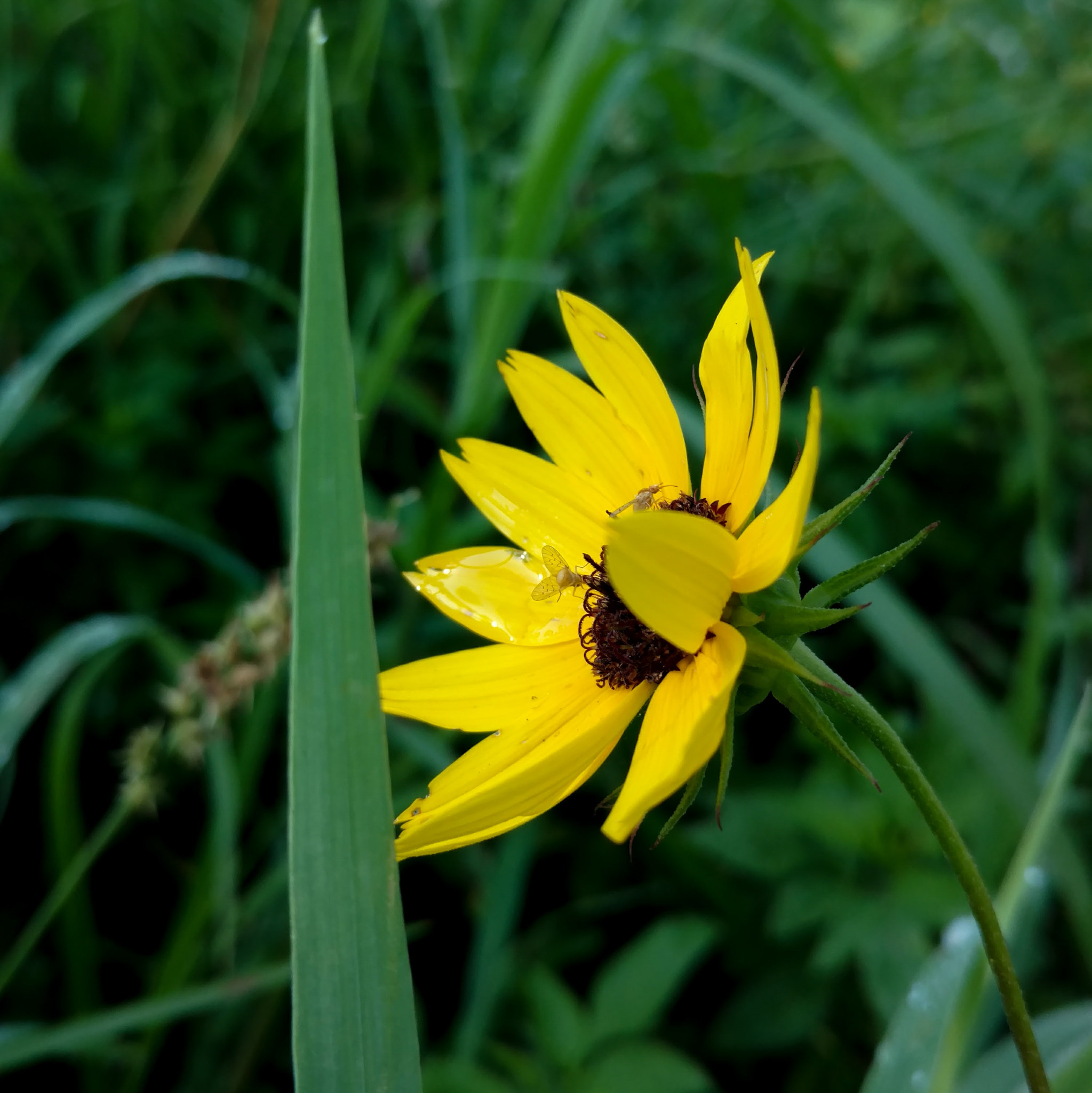 Motorola Moto X Pure Edition sample photo. "beauty and the leaf" photography